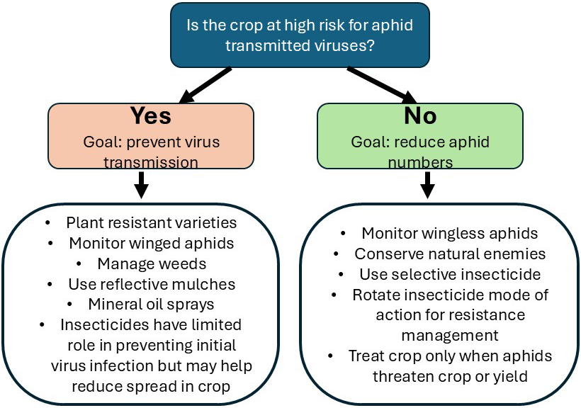 Flowchart for deciding aphid management strategies based on virus risk. It begins with the question, "Is the crop at high risk for aphid transmitted viruses?" If yes, the goal is to prevent virus transmission by planting resistant varieties, monitoring winged aphids, managing weeds, using reflective mulches and mineral oil sprays, and recognizing that insecticides have a limited role in preventing initial virus infection but may help reduce spread within the crop. If no, the goal is to reduce aphid numbers by monitoring wingless aphids, conserving natural enemies, using selective insecticides, rotating insecticide modes of action to manage resistance, and treating only when aphid populations threaten crop health or yield.